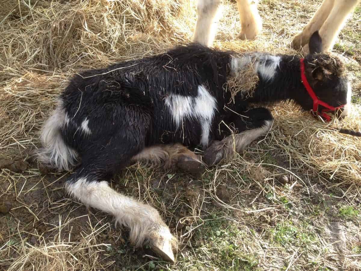 Rescue foal rehomed by nurse who saved him