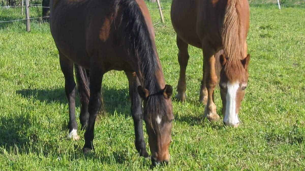 Survey aims to give horses a healthier future