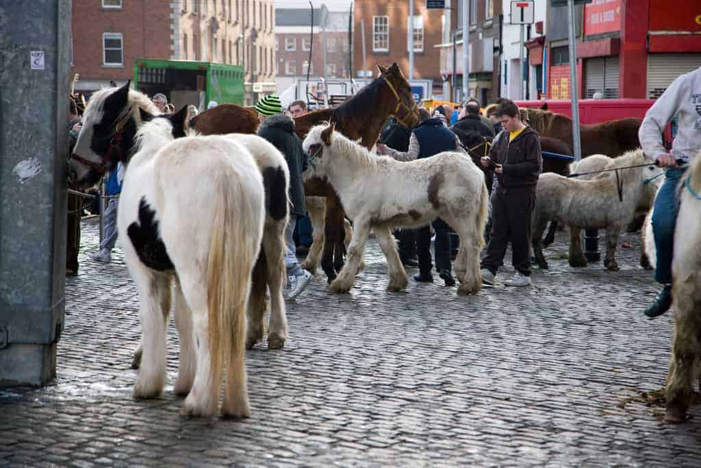 Warning against novices buying bargain horses