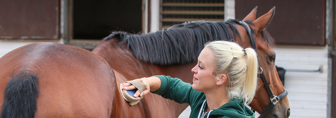 Standing Saddled Horse with Clipped Mane, Cropped and Tied Tail