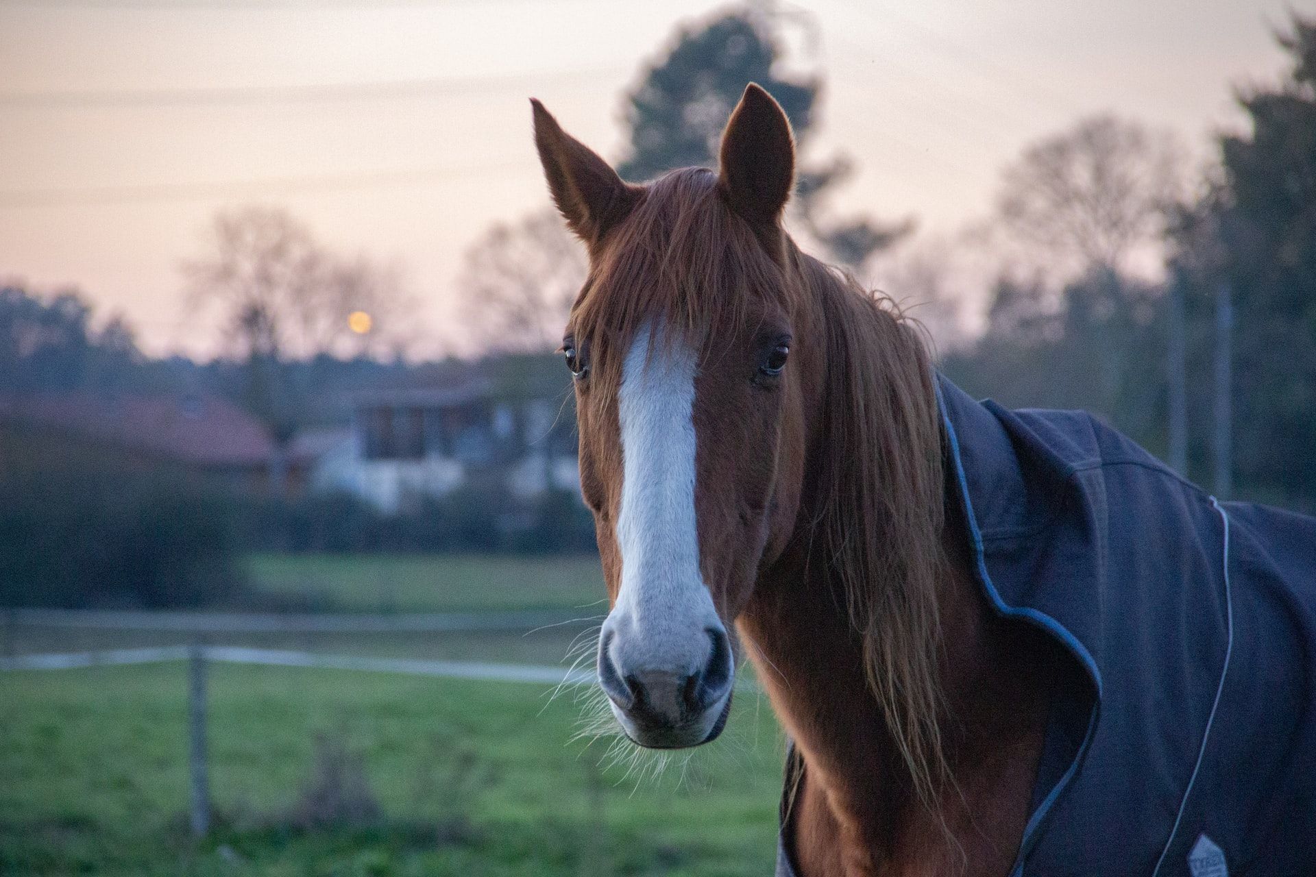 How to measure and fit a horse blanket [Visual Guide] - Horses and Us