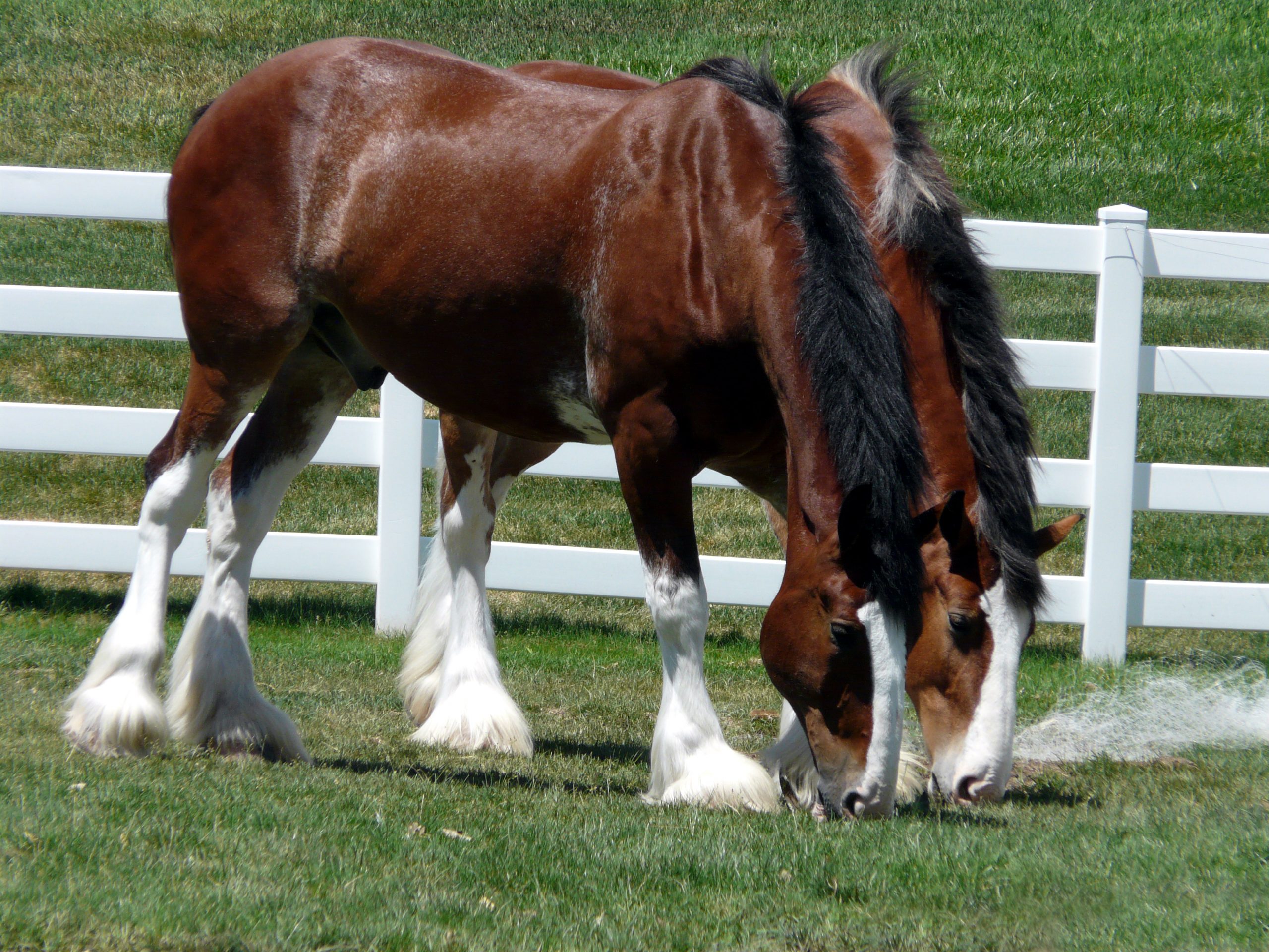 Why Horses Should Not Be Fed Grain