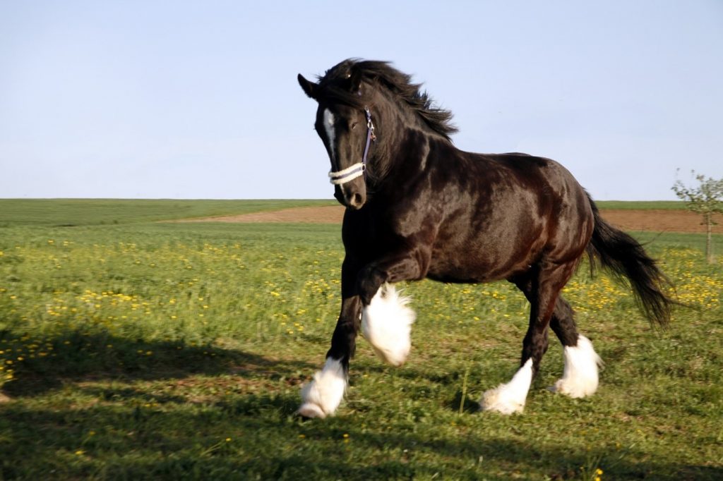 Horse Breeds: A guide to different horse breeds