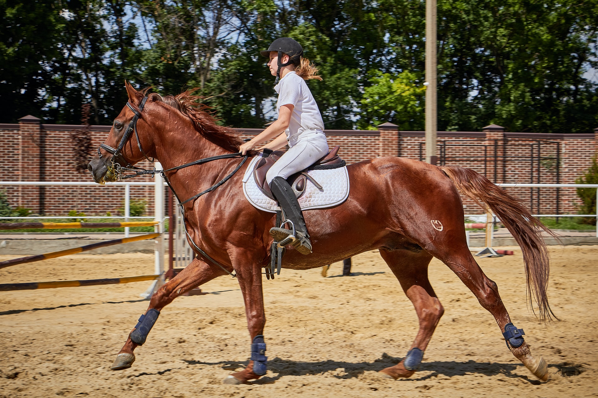 What size horse do I need? A New Rider’s Guide
