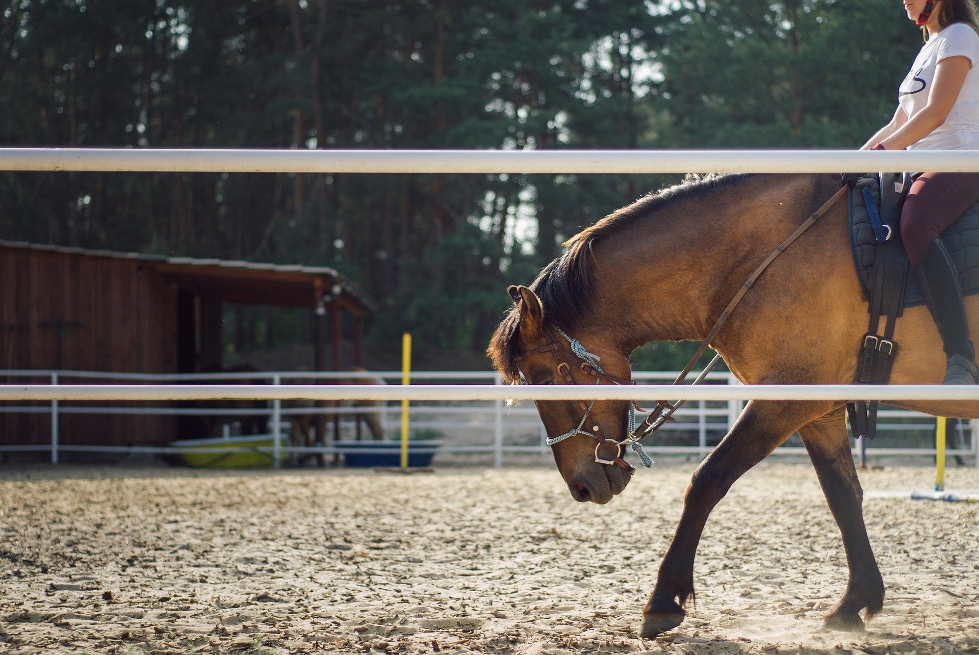 What size horse do I need? A New Rider’s Guide