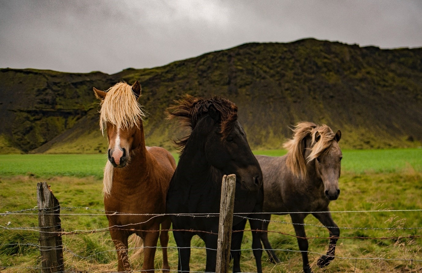 Horse Breeds: A guide to different horse breeds