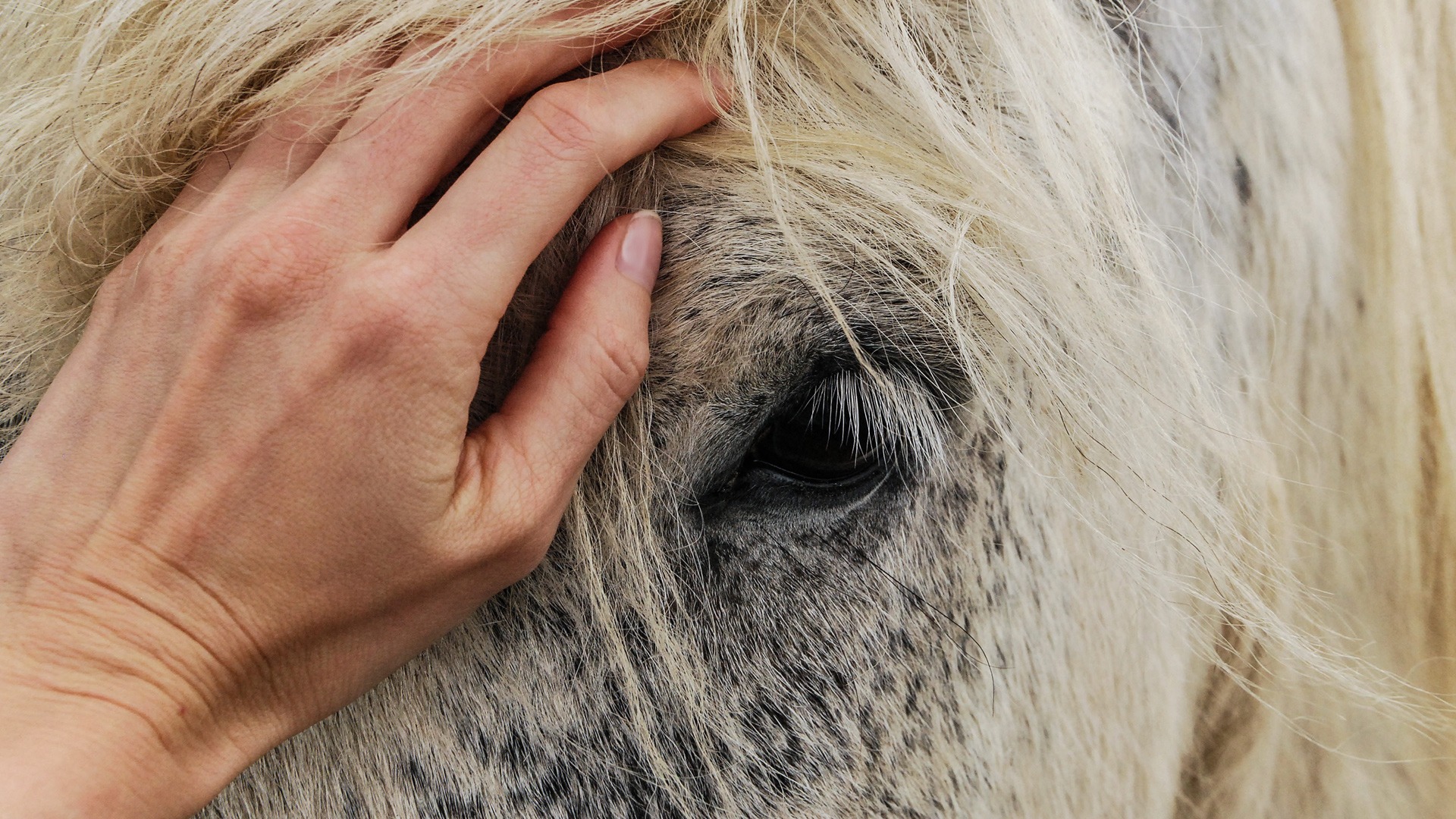 Do Horses Have Fur? What You Need to Know