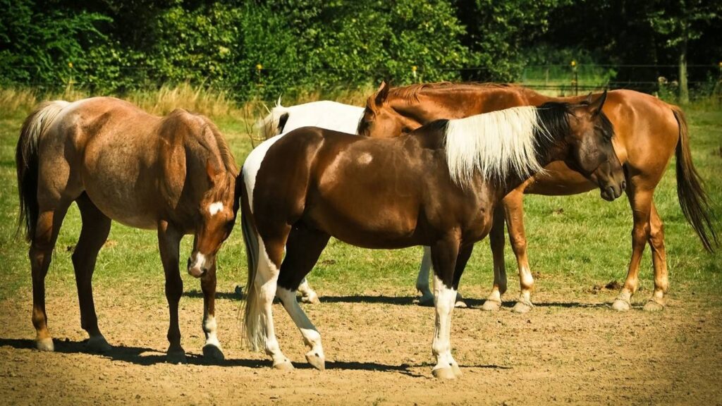 Stubborn horses aren't a real thing