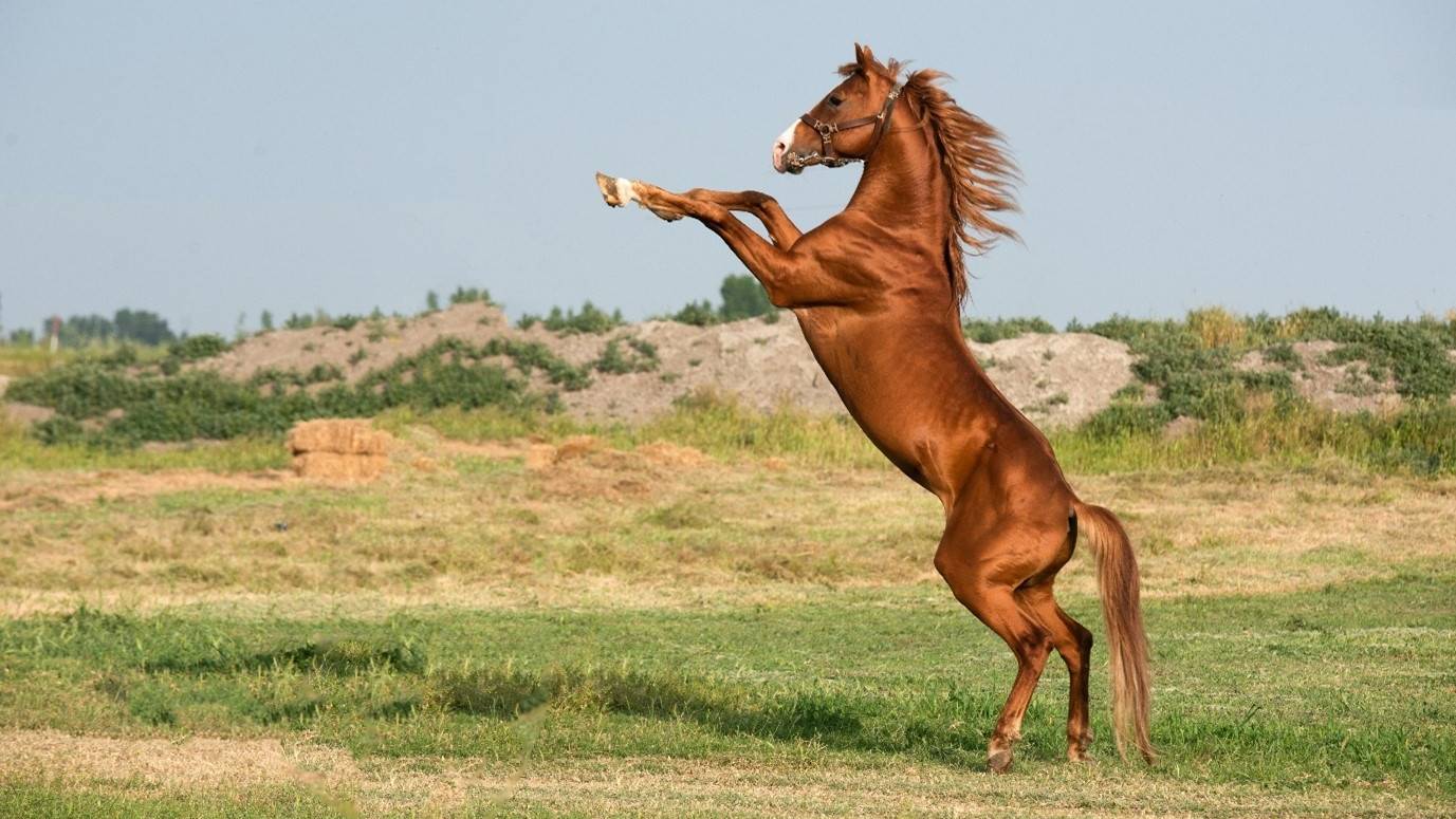 Understanding Your Horse’s Behaviour