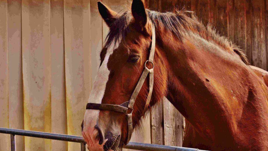 Brown horse looking over gate