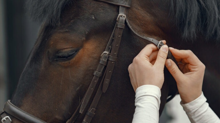 The Complete Guide To Horse Bridle Types