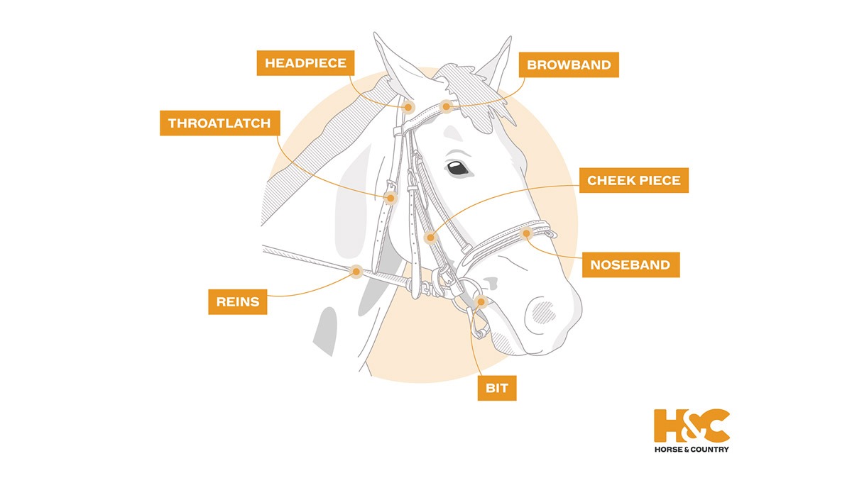 the-complete-guide-to-horse-bridle-types