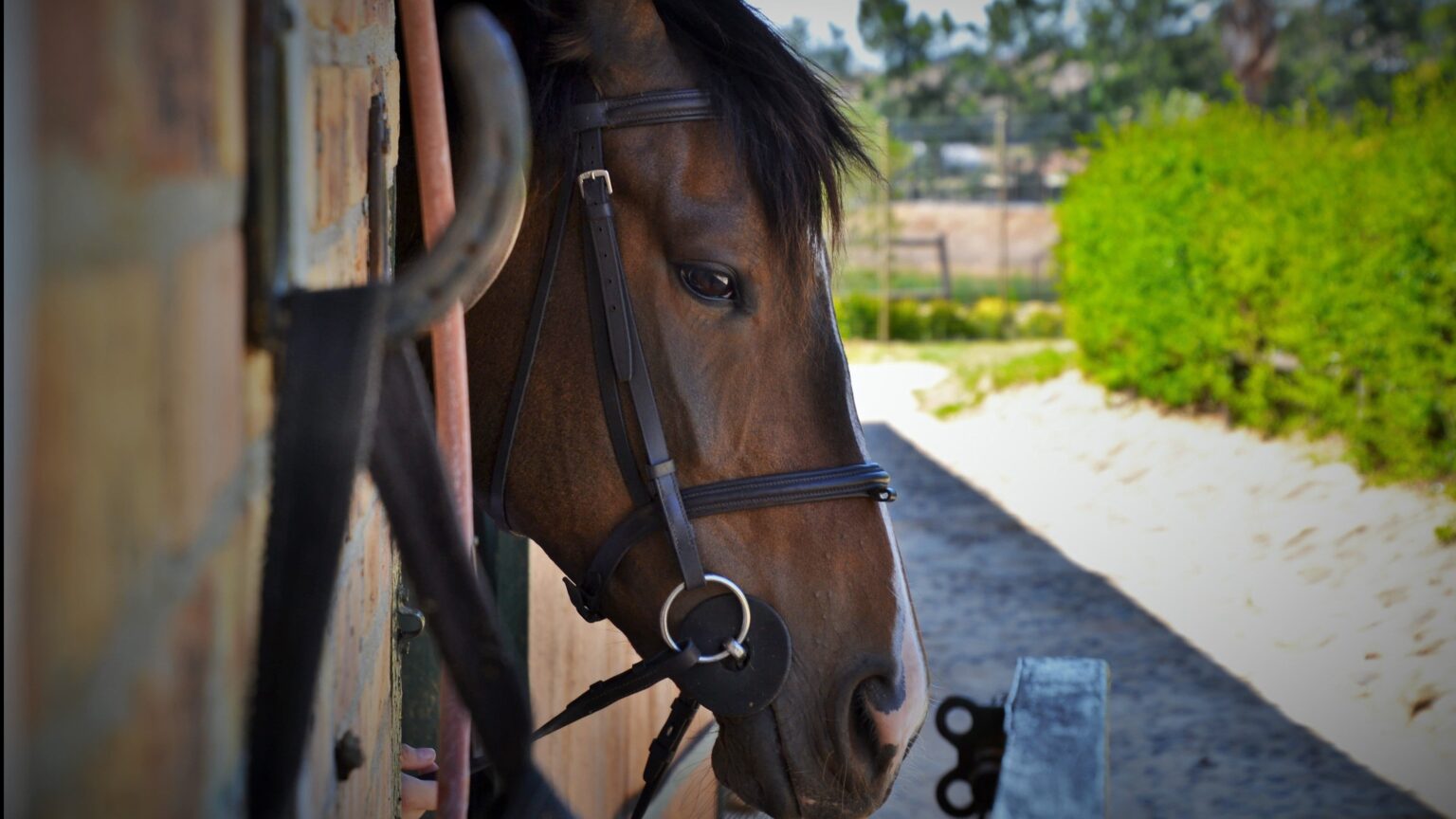 Horse trailering weights explained Towing a horse trailer safely and