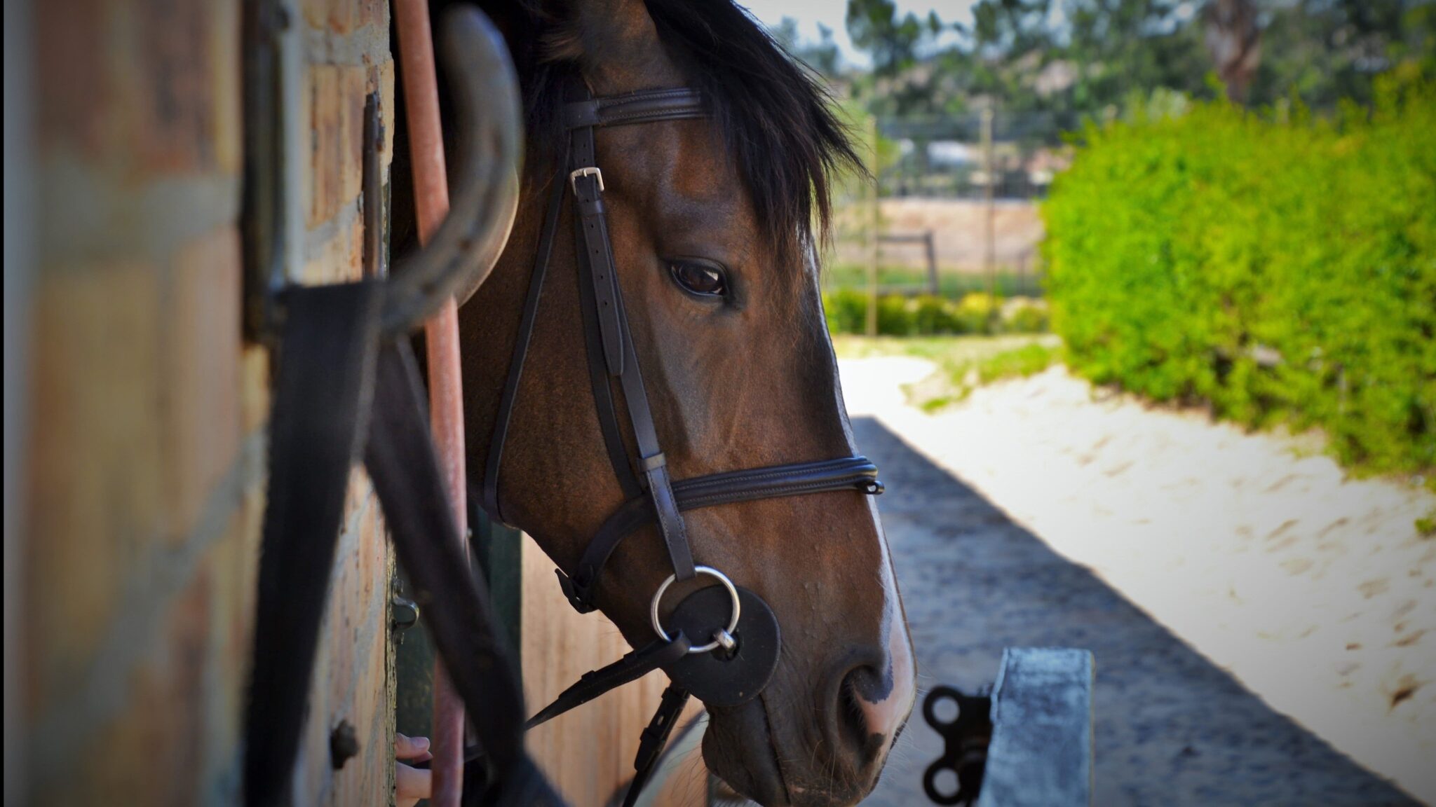 Horse trailering weights explained Towing a horse trailer safely and