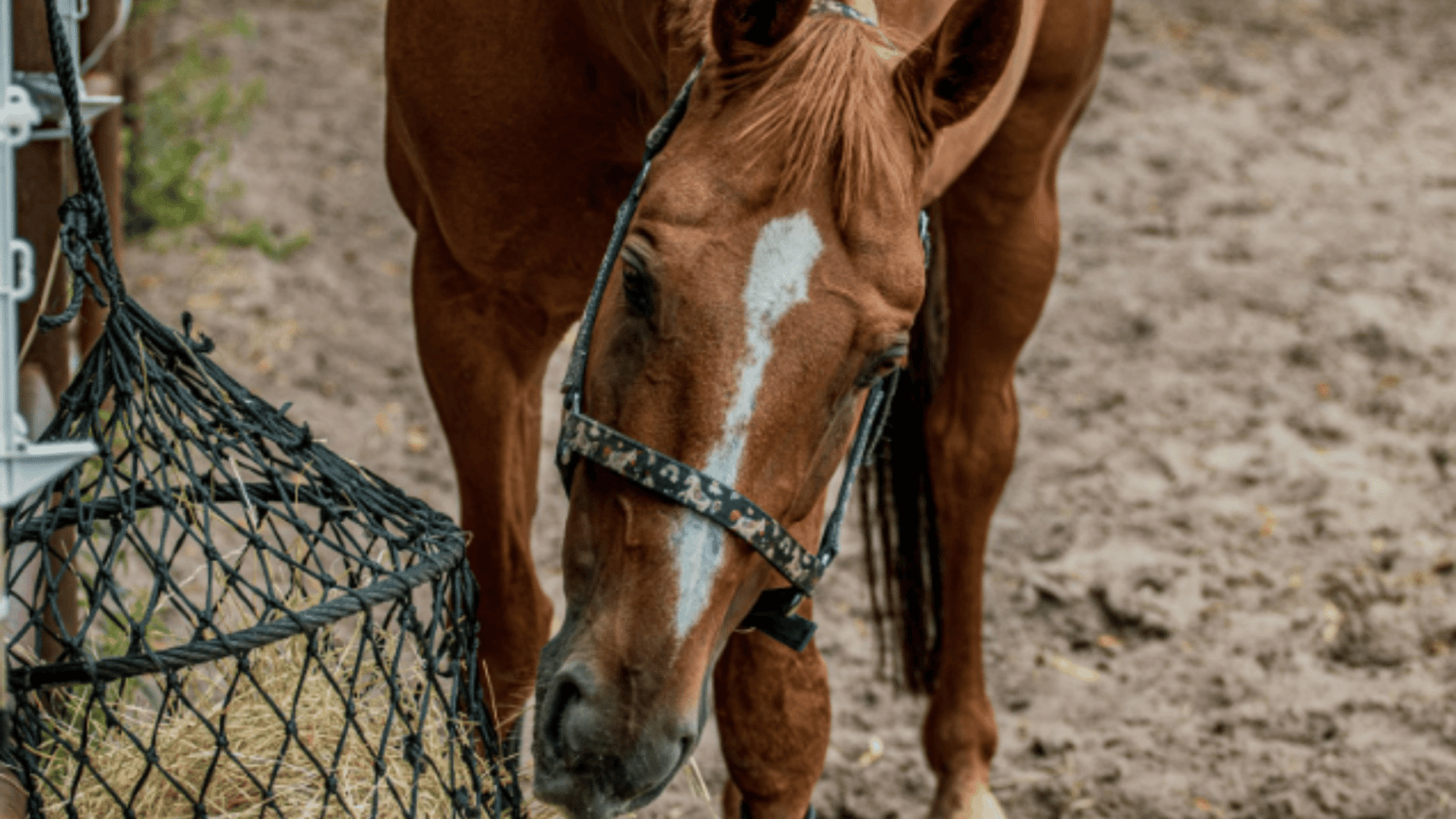 A Guide To Horse Enrichment