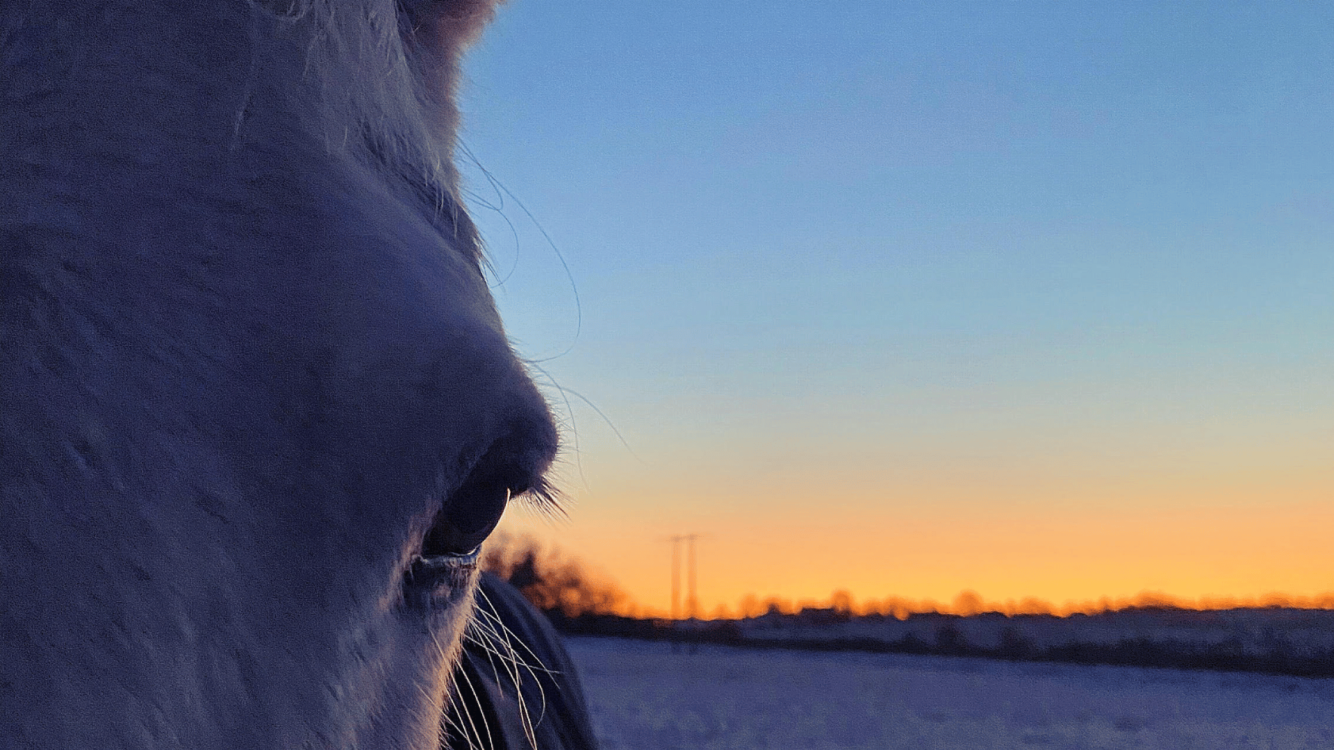 Eclipse Day: what does it mean for our horses?