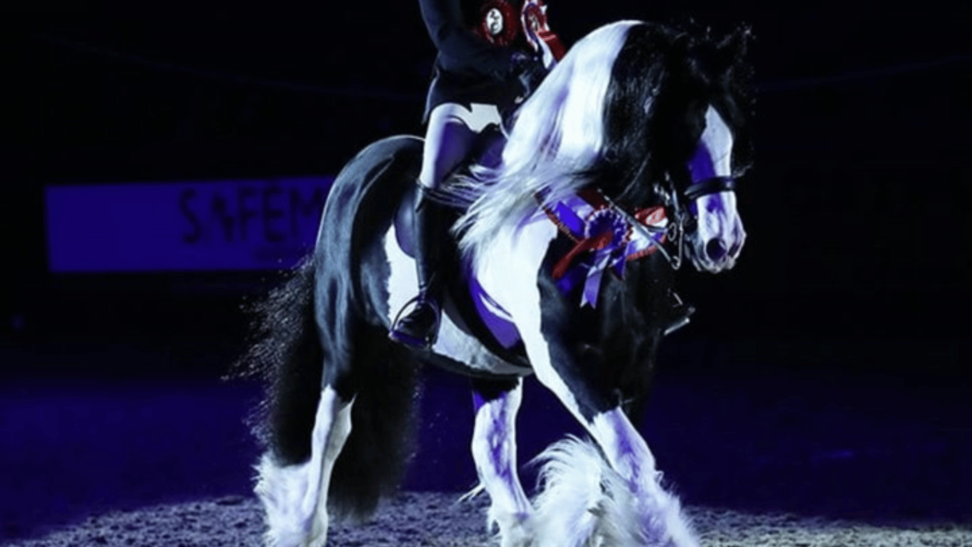 The love of the coloured horse: Stream CHAPS Summer Championship 2026 on H&C+